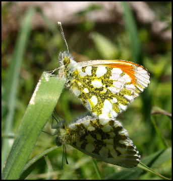 Orange Tips ( Anthocharis cardamines ) male above, show