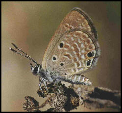 Small Desert Blue ( Chilades galba )