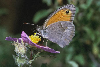 Great Steppe Grayling / Dark Rockbrown ( Chazara persep