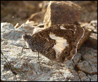 White-banded Grayling ( Pseudochazara anthelea ) female