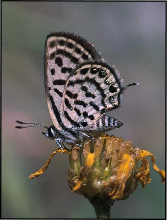 lesser fiery copper lycaena thersamon male voroklini 6 